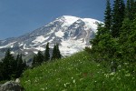 Mt. Rainier fr Paradise meadow