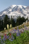 Mt. Rainier fr Paradise w/ Western Anemone seed heads, Lupines, Paintbrush