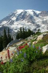 Mt. Rainier fr Paradise w/ Lupines & Paintbrush