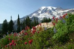 Mt. Rainier fr Paradise w/ Lupines & Paintbrush