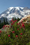 Mt. Rainier fr Paradise w/ Lupines & Paintbrush
