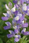 Subalpine Lupine blossoms detail