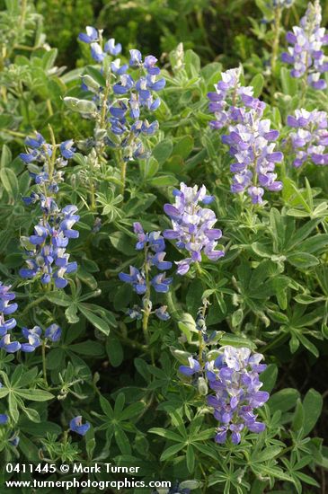 Lupinus arcticus ssp. subalpinus