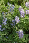 Subalpine Lupines