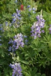 Subalpine Lupines