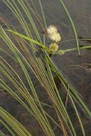 Small Bur-reed blossoms & floating foliage