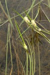 Small Bur-reed blossoms & floating foliage