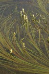 Small Bur-reed blossoms & floating foliage