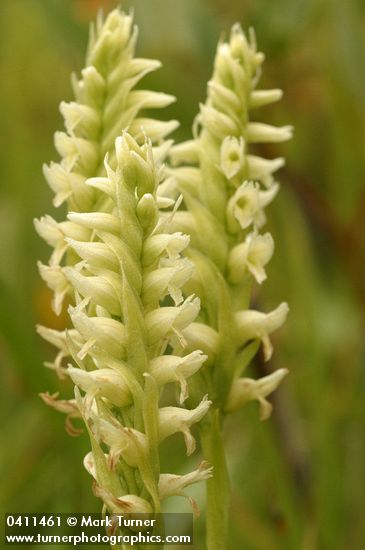 Spiranthes romanzoffiana