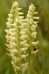 Hooded Ladies Tresses blossoms detail