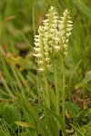 Hooded Ladies Tresses