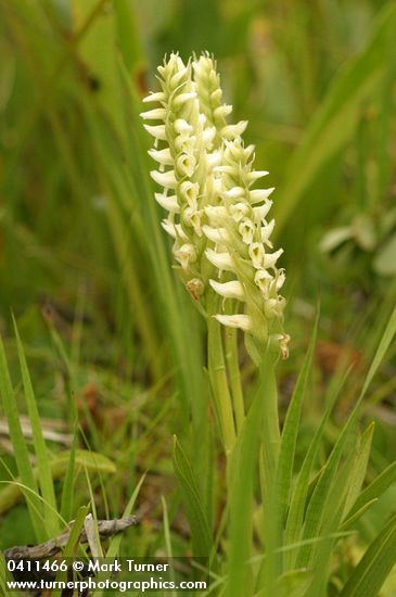 Spiranthes romanzoffiana