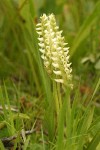 Hooded Ladies Tresses