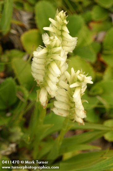 Spiranthes romanzoffiana