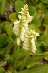 Hooded Ladies Tresses blossoms top view