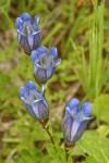 Explorer's Gentian blossoms