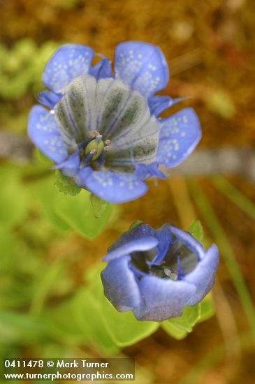 Gentiana calycosa