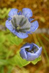 Explorer's Gentian blossom & bud detail