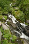 Yellow Fireweed by waterfall on Paradise R.