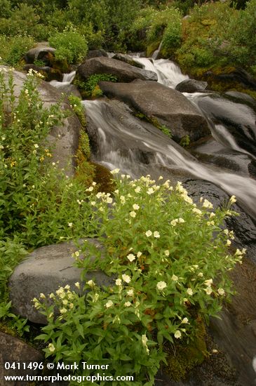 Epilobium luteum