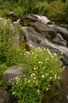 Yellow Fireweed by waterfall on Paradise R.