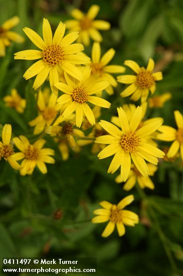 Arnica diversifolia