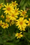 Sticky Arnica blossoms