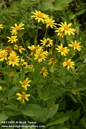 Arnica diversifolia