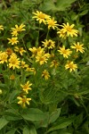 Sticky Arnica blossoms & foliage