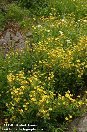 Arnica diversifolia