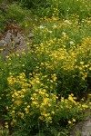 Sticky Arnica on moist cliff