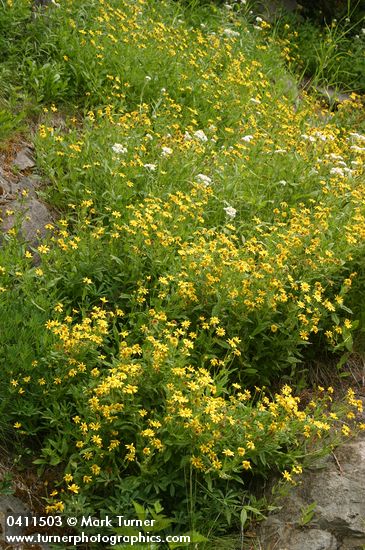 Arnica diversifolia