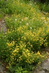 Sticky Arnica on moist cliff