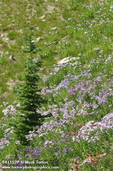 Eucephalus ledophyllus var. ledophyllus (Aster ledophyllus)