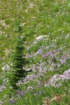 Cascade Asters in meadow w/ Subalpine Fir