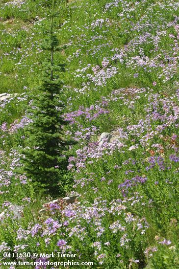 Eucephalus ledophyllus var. ledophyllus (Aster ledophyllus)