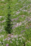 Cascade Asters in meadow w/ Subalpine Fir