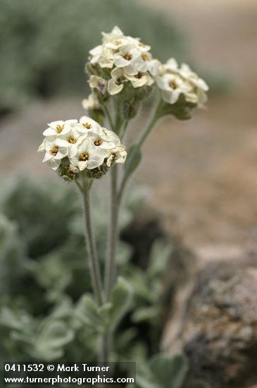 Smelowskia ovalis