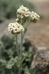 Small-fruit Smelowskia blossoms & foliage detail