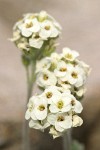 Small-fruit Smelowskia blossoms detail