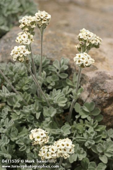 Smelowskia ovalis