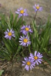 Alpine Asters