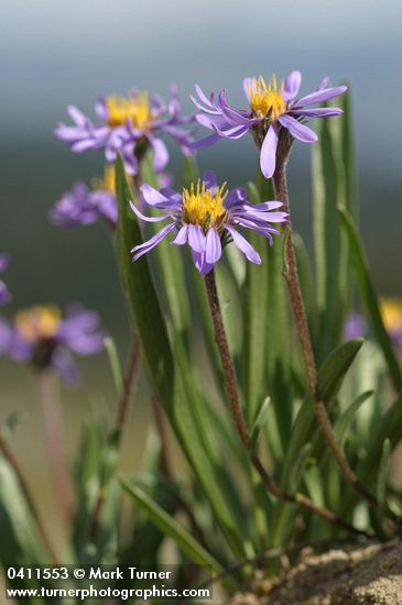 Oreostemma alpigenum var. alpigenum (Aster alpigenus)