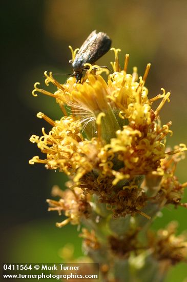 Rainiera stricta