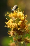 Tongue-leaved Luina blossoms detail w/ beetle