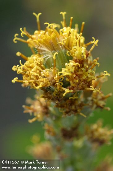 Rainiera stricta