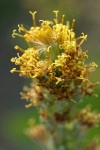 Tongue-leaved Luina blossoms