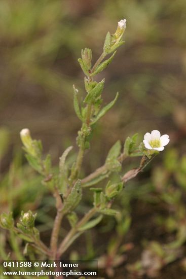 Gratiola neglecta