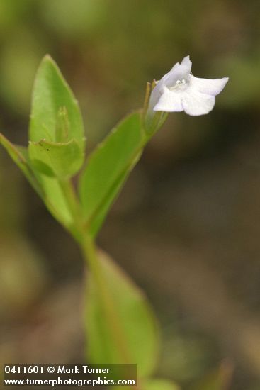 Lindernia dubia