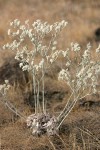 Strict Buckwheat